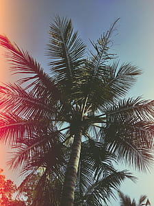 Low Angle Photo of Coconut Tree thumbnail