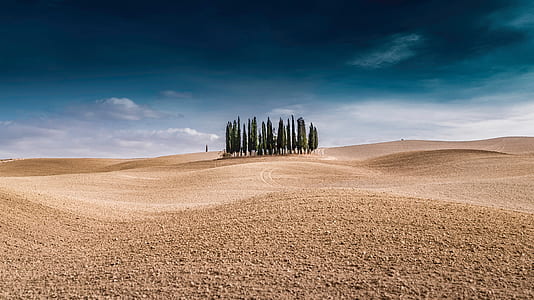 tall trees under blue sky at daytime thumbnail