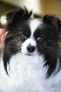 close-up of long-coated black and white puppy thumbnail