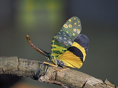 green and yellow lantern fly insect on brown branch thumbnail