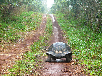black turtle on road thumbnail