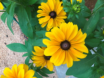 close-up photo of yellow petaled flowers thumbnail