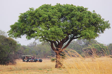 green leafed trees thumbnail
