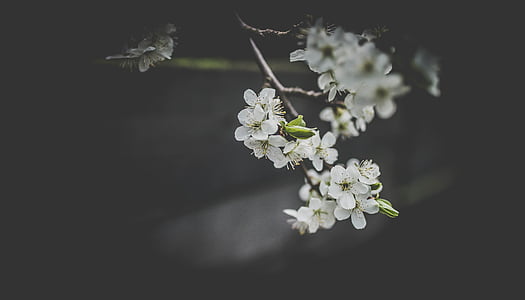 white flowers thumbnail