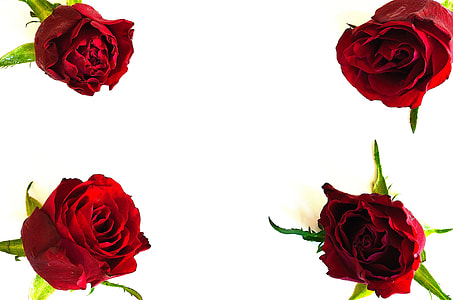 four red petaled roses thumbnail