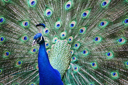 blue, black, and gray peacock thumbnail