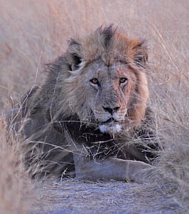 Lion lying on gray sand during daytime thumbnail