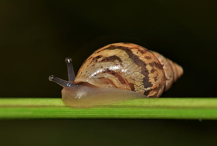 selective focus photography of snake thumbnail