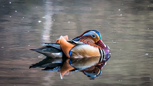 photo of duck on top of water thumbnail