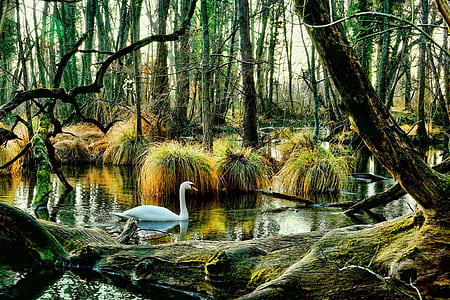 mute swan on lake surrounded by trees thumbnail