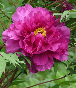 macro photography of pink peony flower thumbnail