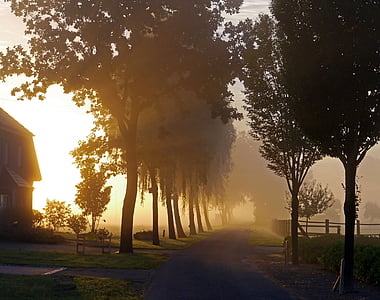 road between green leaf trees with fog at sunset thumbnail