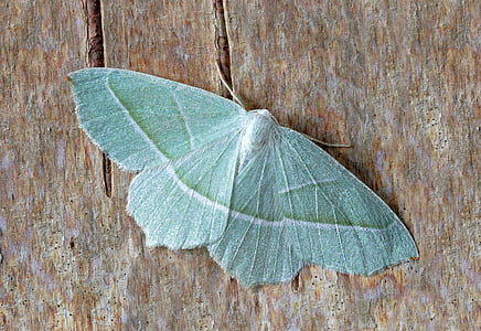 green moth on brown surface at daytime thumbnail