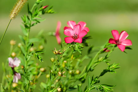 photo of red petaled flower thumbnail