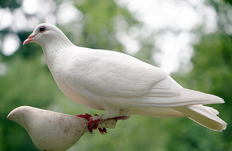 photo of white dove thumbnail