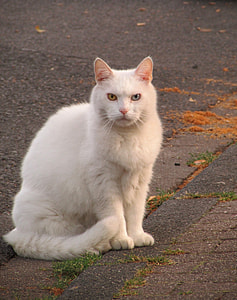 long-fur white cat sitting on gray concrete road thumbnail