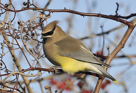 brown bird on tree branch thumbnail