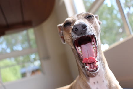 brown and white greyhound yawning near white framed window thumbnail