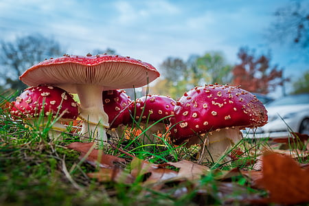 red mushroom thumbnail