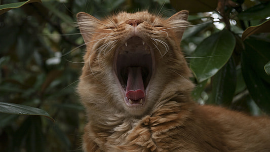 orange tabby cat yawning thumbnail