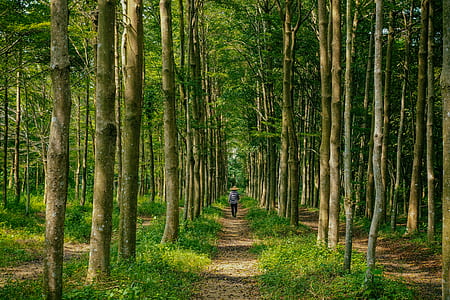 person walking on pathway in the middle of the forest thumbnail