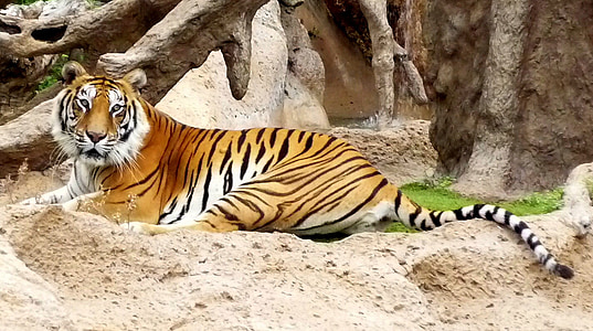 tiger lying on sand during daytime thumbnail