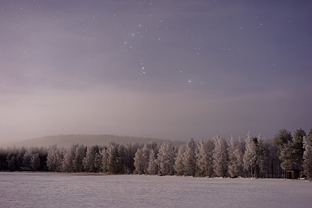 field of trees near mountain thumbnail