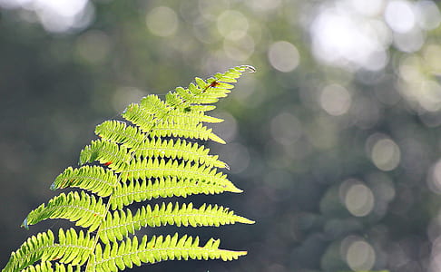 green fern plant during daytime thumbnail