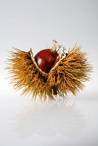 closeup photo of beige spiky fruit thumbnail