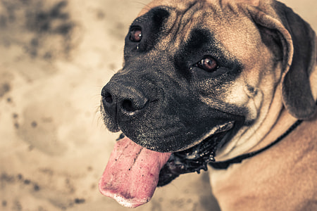 Closeup shot of a dog thumbnail