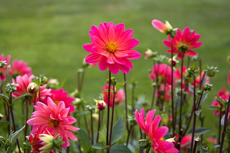 nature, flowers, plant, pink thumbnail