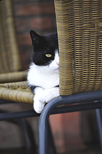 tuxedo cat sitting on wicker chair thumbnail