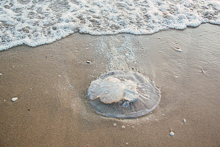 sea, nature, beach, sand thumbnail