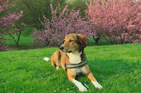 dog laying down on grass thumbnail