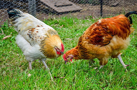rooster and hen on grass thumbnail