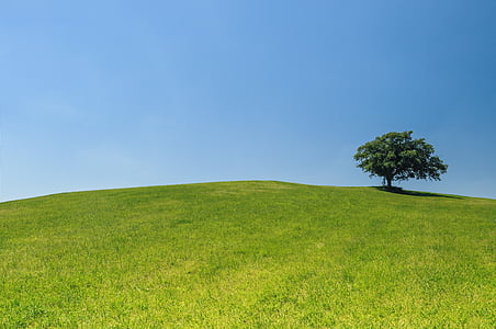 green leafed tree on grass field thumbnail