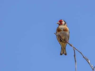 red and white bird standing on tree branch thumbnail