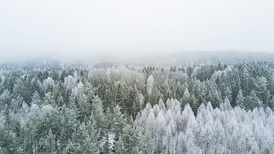 aerial photography of white and green pine trees thumbnail