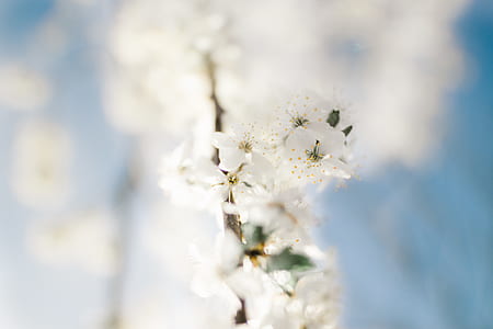 selective focus photography of white cherry blossoms thumbnail