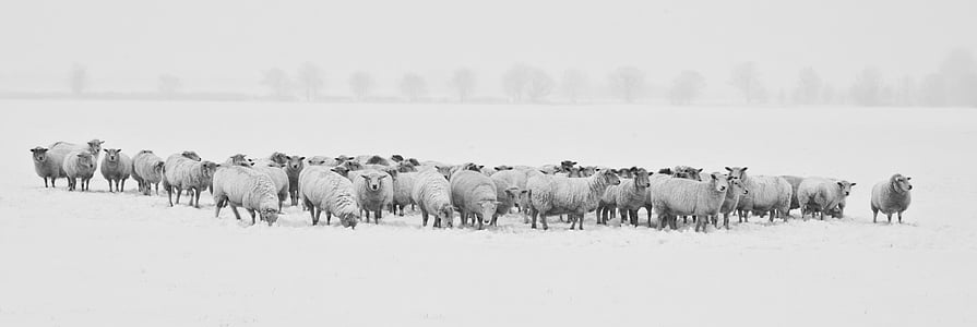 herd of sheep thumbnail