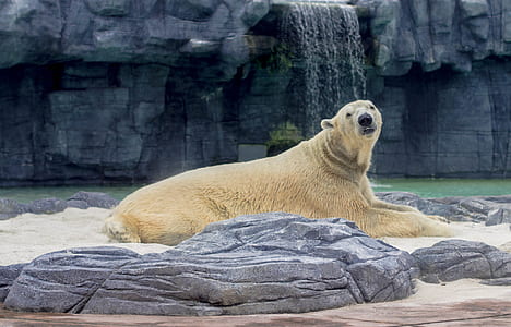 brown pizzly laying on brown sand thumbnail