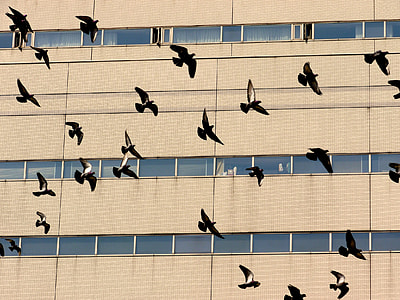 flock of birds flying beside building thumbnail