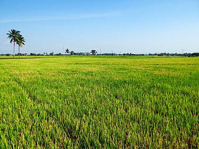 green field thumbnail
