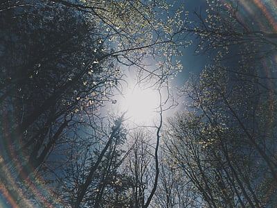 green trees thumbnail