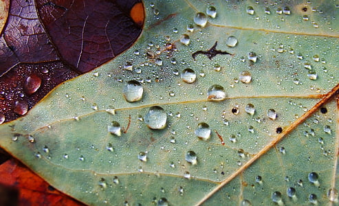 macro photography of green leaf thumbnail