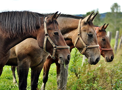 three brown horses thumbnail