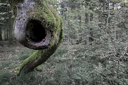 green trees beside tree with moss thumbnail