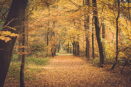 empty road under forest thumbnail
