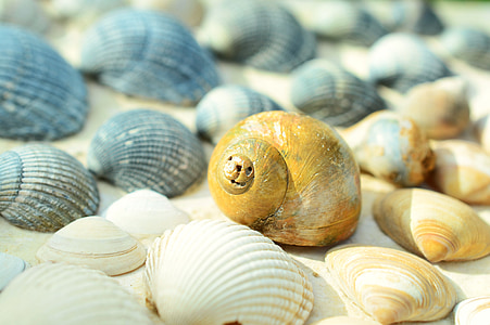 brown and blue sea shells thumbnail