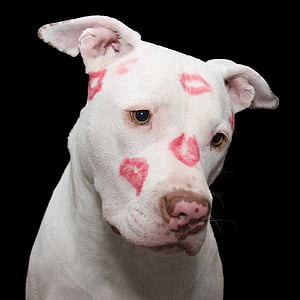 adult white American pit bull terrier with kiss mark thumbnail